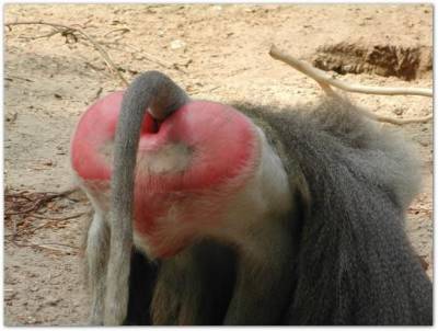 baboon_asssml.jpg