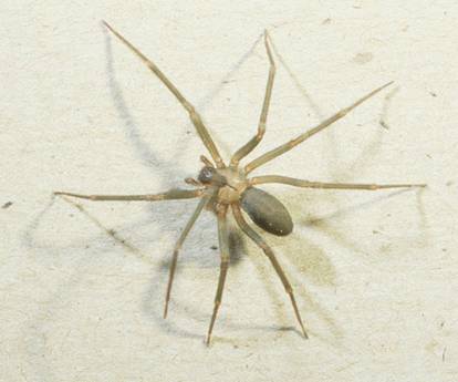 brown recluse.jpg